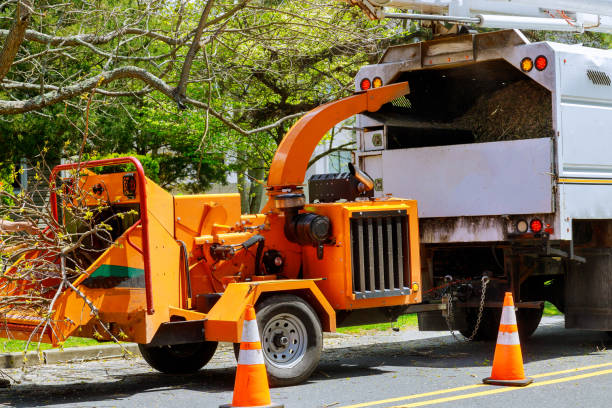 How Our Tree Care Process Works  in Red Bud, IL